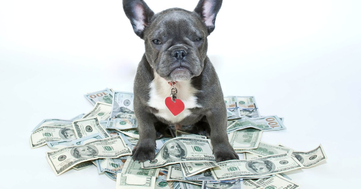 How Much Does It Really Cost to Own a Dog? Complete Guide Including Pet