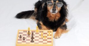 A dog wearing glasses sitting next to a chess board.