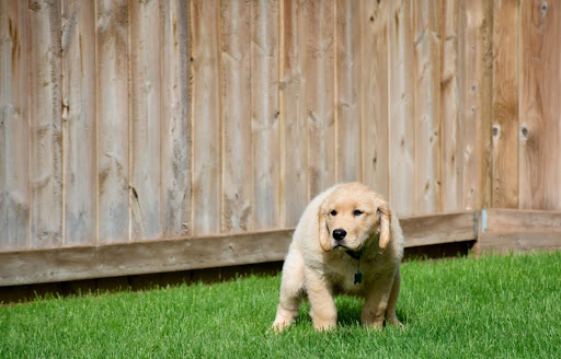 A golden retriever puppy in the backyard doing their business